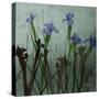 Blue Irises I-Patricia Pinto-Stretched Canvas