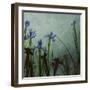 Blue Irises II-Patricia Pinto-Framed Art Print