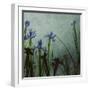 Blue Irises II-Patricia Pinto-Framed Art Print