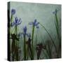 Blue Irises II-Patricia Pinto-Stretched Canvas