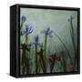 Blue Irises II-Patricia Pinto-Framed Stretched Canvas