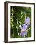 Blue Irises-Dorothy Berry-Lound-Framed Giclee Print