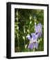 Blue Irises-Dorothy Berry-Lound-Framed Giclee Print