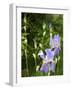 Blue Irises-Dorothy Berry-Lound-Framed Giclee Print