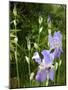 Blue Irises-Dorothy Berry-Lound-Mounted Giclee Print