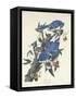 Blue Jay, 1831-John James Audubon-Framed Stretched Canvas