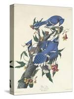 Blue Jay, 1831-John James Audubon-Stretched Canvas