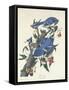 Blue Jay, 1831-John James Audubon-Framed Stretched Canvas