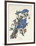 Blue Jay, 1831-John James Audubon-Framed Giclee Print