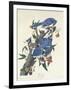 Blue Jay, 1831-John James Audubon-Framed Giclee Print