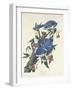 Blue Jay, 1831-John James Audubon-Framed Giclee Print