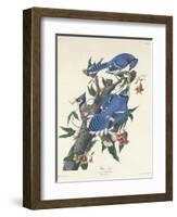 Blue Jay, 1831-John James Audubon-Framed Giclee Print