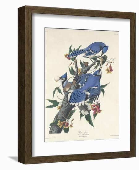 Blue Jay, 1831-John James Audubon-Framed Giclee Print