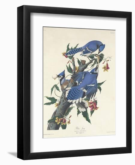 Blue Jay, 1831-John James Audubon-Framed Giclee Print