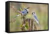 Blue Jay Bird, Adults on Log with Acorns, Autumn, Texas, USA-Larry Ditto-Framed Stretched Canvas