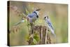 Blue Jay Bird, Adults on Log with Acorns, Autumn, Texas, USA-Larry Ditto-Stretched Canvas