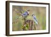 Blue Jay Bird, Adults on Log with Acorns, Autumn, Texas, USA-Larry Ditto-Framed Photographic Print