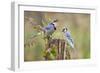 Blue Jay Bird, Adults on Log with Acorns, Autumn, Texas, USA-Larry Ditto-Framed Photographic Print