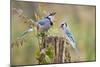 Blue Jay Bird, Adults on Log with Acorns, Autumn, Texas, USA-Larry Ditto-Mounted Photographic Print