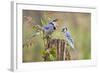 Blue Jay Bird, Adults on Log with Acorns, Autumn, Texas, USA-Larry Ditto-Framed Photographic Print