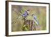 Blue Jay Bird, Adults on Log with Acorns, Autumn, Texas, USA-Larry Ditto-Framed Photographic Print