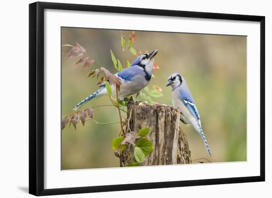 Blue Jay Bird, Adults on Log with Acorns, Autumn, Texas, USA-Larry Ditto-Framed Photographic Print