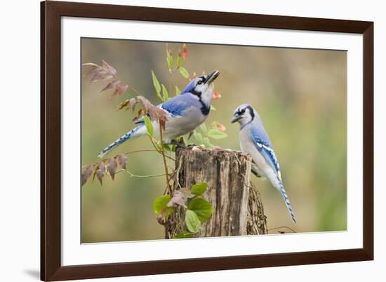 Blue Jay Bird, Adults on Log with Acorns, Autumn, Texas, USA-Larry Ditto-Framed Photographic Print