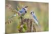 Blue Jay Bird, Adults on Log with Acorns, Autumn, Texas, USA-Larry Ditto-Mounted Photographic Print