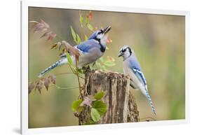 Blue Jay Bird, Adults on Log with Acorns, Autumn, Texas, USA-Larry Ditto-Framed Photographic Print