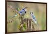Blue Jay Bird, Adults on Log with Acorns, Autumn, Texas, USA-Larry Ditto-Framed Photographic Print