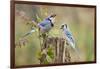 Blue Jay Bird, Adults on Log with Acorns, Autumn, Texas, USA-Larry Ditto-Framed Photographic Print