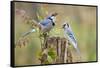 Blue Jay Bird, Adults on Log with Acorns, Autumn, Texas, USA-Larry Ditto-Framed Stretched Canvas