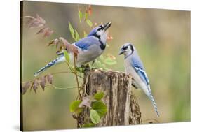 Blue Jay Bird, Adults on Log with Acorns, Autumn, Texas, USA-Larry Ditto-Stretched Canvas