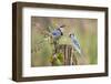 Blue Jay Bird, Adults on Log with Acorns, Autumn, Texas, USA-Larry Ditto-Framed Photographic Print