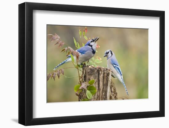 Blue Jay Bird, Adults on Log with Acorns, Autumn, Texas, USA-Larry Ditto-Framed Photographic Print