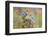 Blue Jay Bird, Adults on Log with Acorns, Autumn, Texas, USA-Larry Ditto-Framed Photographic Print