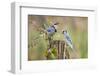 Blue Jay Bird, Adults on Log with Acorns, Autumn, Texas, USA-Larry Ditto-Framed Photographic Print