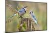 Blue Jay Bird, Adults on Log with Acorns, Autumn, Texas, USA-Larry Ditto-Mounted Photographic Print