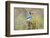 Blue Jay Bird, Adults on Log with Acorns, Autumn, Texas, USA-Larry Ditto-Framed Photographic Print