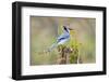 Blue Jay Bird, Adults on Log with Acorns, Autumn, Texas, USA-Larry Ditto-Framed Photographic Print