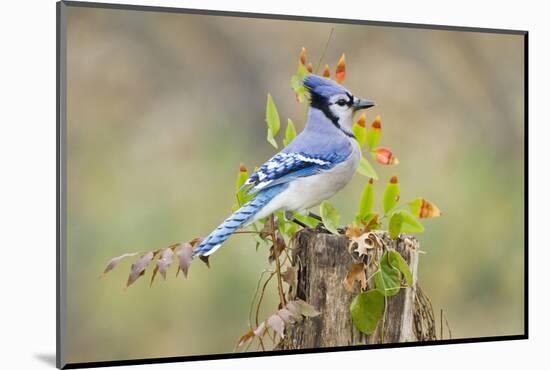 Blue Jay Bird, Adults on Log with Acorns, Autumn, Texas, USA-Larry Ditto-Mounted Photographic Print