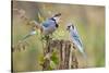 Blue Jay Bird, Adults on Log with Acorns, Autumn, Texas, USA-Larry Ditto-Stretched Canvas