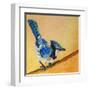 Blue Jay Blessing-Elizabeth St. Hilaire-Framed Art Print