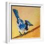 Blue Jay Blessing-Elizabeth St. Hilaire-Framed Art Print