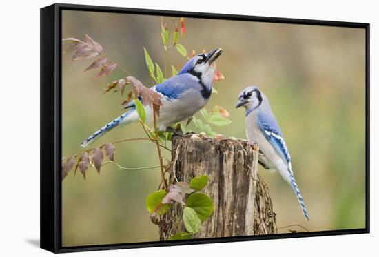 Blue jay (Cyanocitta cristata) adults on log with acorns, autumn, Texas-Larry Ditto-Framed Stretched Canvas