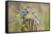 Blue jay (Cyanocitta cristata) adults on log with acorns, autumn, Texas-Larry Ditto-Framed Stretched Canvas