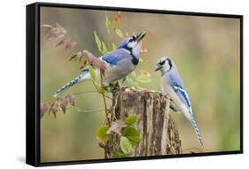 Blue jay (Cyanocitta cristata) adults on log with acorns, autumn, Texas-Larry Ditto-Framed Stretched Canvas