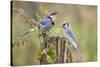 Blue jay (Cyanocitta cristata) adults on log with acorns, autumn, Texas-Larry Ditto-Stretched Canvas