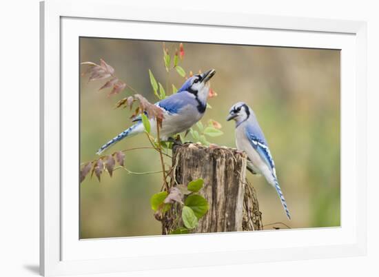 Blue jay (Cyanocitta cristata) adults on log with acorns, autumn, Texas-Larry Ditto-Framed Photographic Print