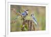 Blue jay (Cyanocitta cristata) adults on log with acorns, autumn, Texas-Larry Ditto-Framed Photographic Print